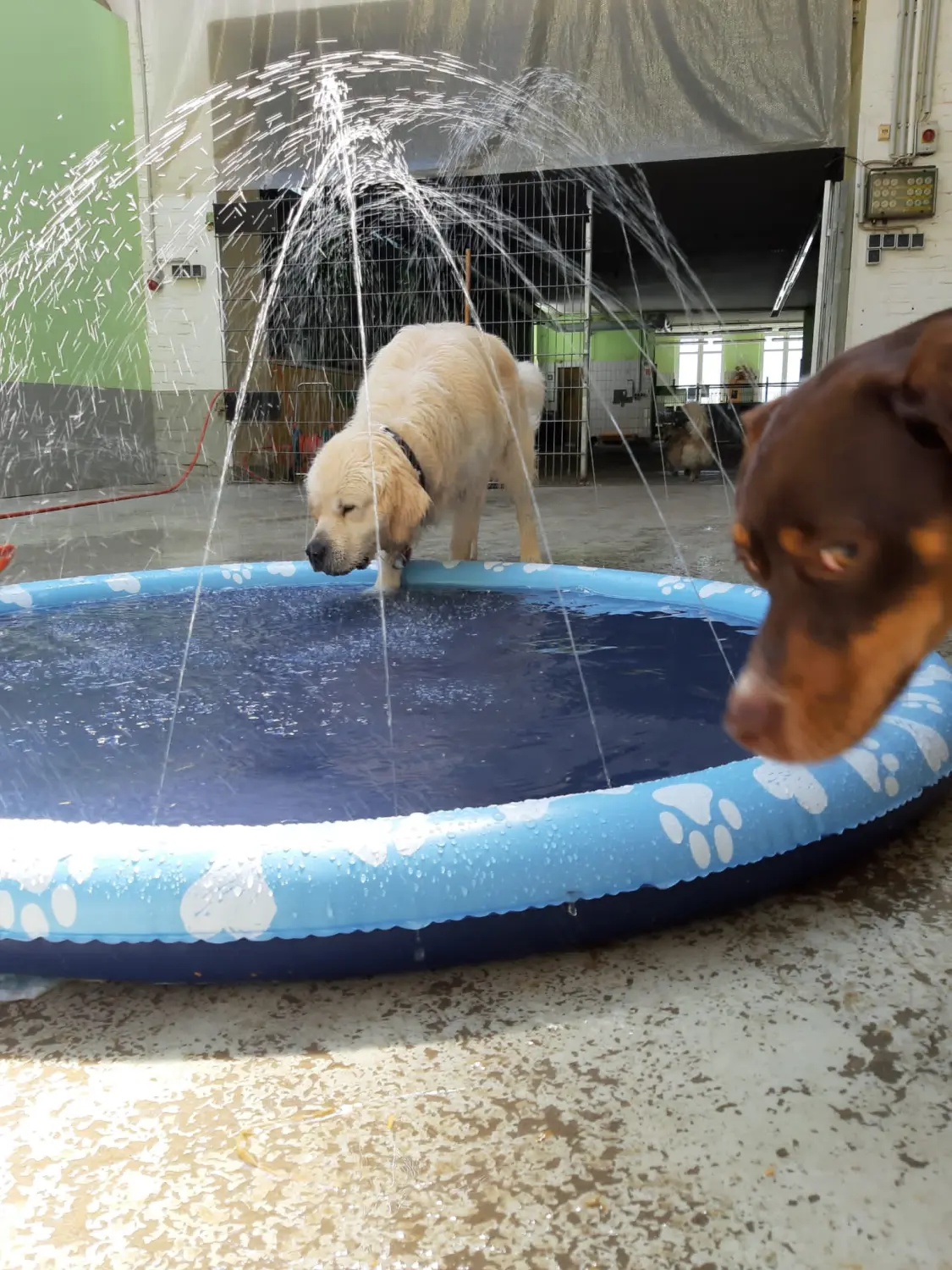 Hunde spielen im Wasser